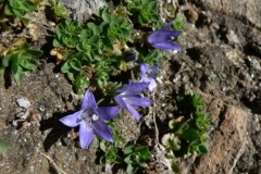 campanulacenisia