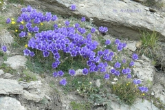 campanulasp
