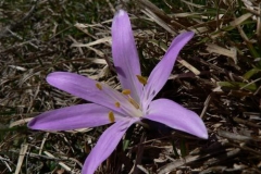 crocus