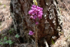 daphnemezereum