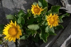 doronicumgrandiflorum