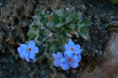 eritrichiumnanum
