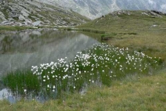 fiorituraeriofori