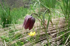fritillaria