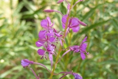 gambirossi