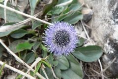 globularia