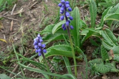 liliumatlanticum