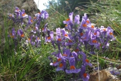 linarialpina