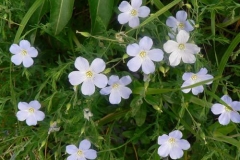 linumalpinum