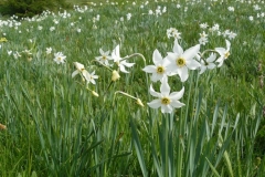 narcisi