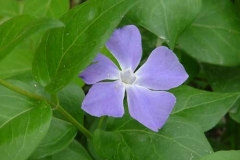pervinca
