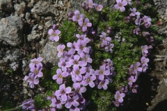 petrocallispyrenaica