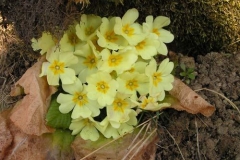 primula