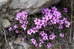 saxifragaoppositifolia