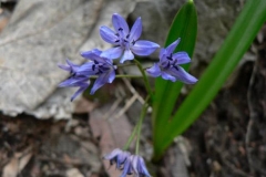 scillabifolia