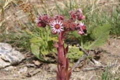 sempervivumsp
