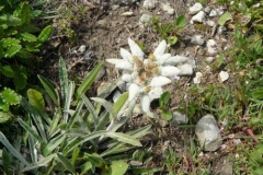 stellalpina