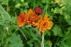 tephroserisaurantiaca