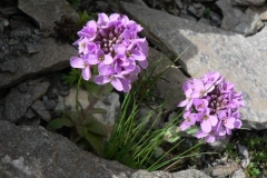 thlaspirotundifolium