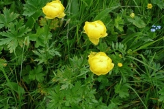 trolliuseuropaeus