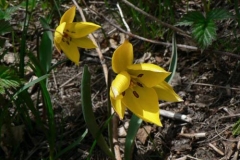 tulipasylvestris