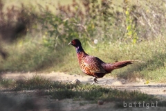 bw1g0165aves