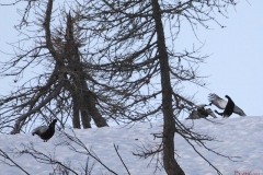 forcelliparata