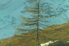 forcellosupiantacaruana