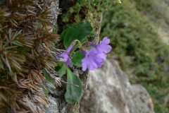 primula4