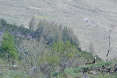 muflonafede
