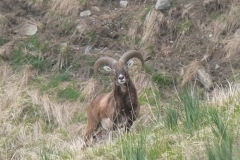 muflone