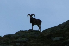 muflonemaschio