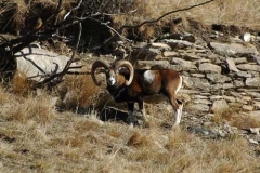 muflonemaschio3