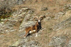 muflonemaschioad