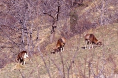 mufloni