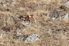 mufloni6