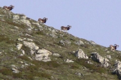 muflonicresta