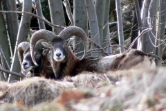 muflonimaschi