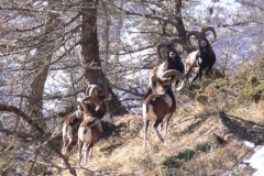 muflonimaschi2