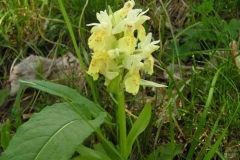 dactylorhizasambucina