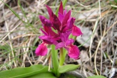 dactylorhizasambucina2