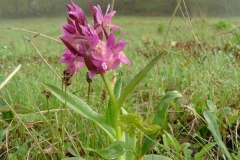 dsambucina