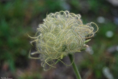 anemone