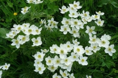 anemonenarcissiflorafede