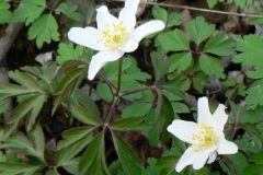 anemonenemorosa
