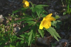 anemoneranunculoides