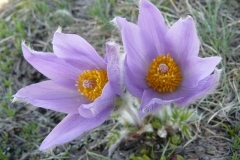anemonespfg
