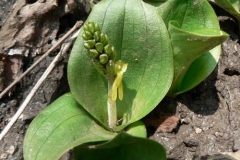 listeraovata