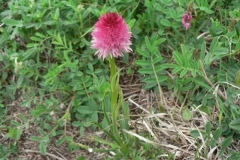 nigritella
