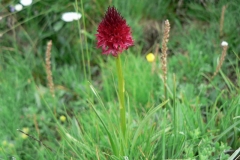 nigritellacenisia